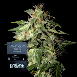 Afgooey Green House Seeds