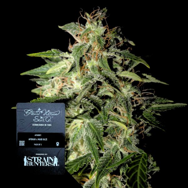 Green House Seeds Afgooey