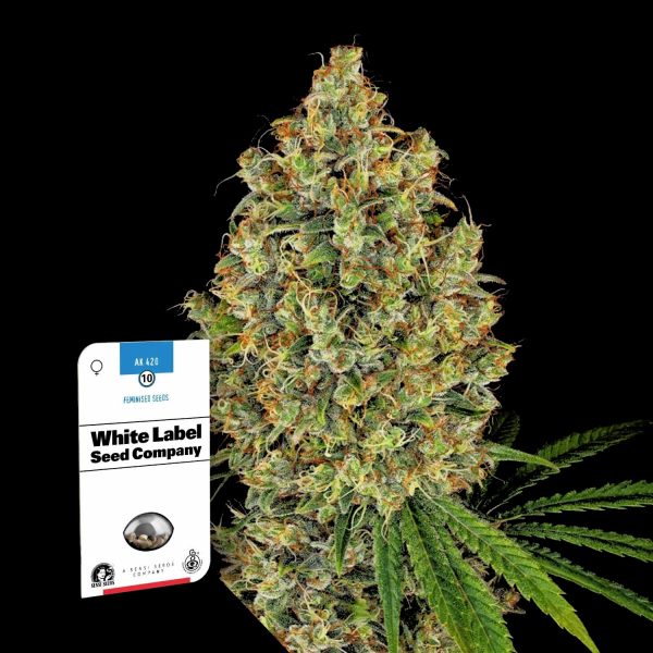 Sensi Seeds AK-420