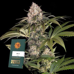 Ak 47 Barneys Farm