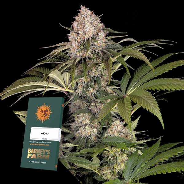 Barneys Farm AK-47