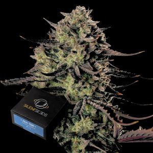 Silent Seeds Alien Gas XXL AUTO