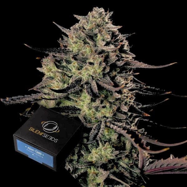 Silent Seeds Alien Gas XXL AUTO