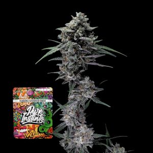 Alien Snack Auto Puro Instincto