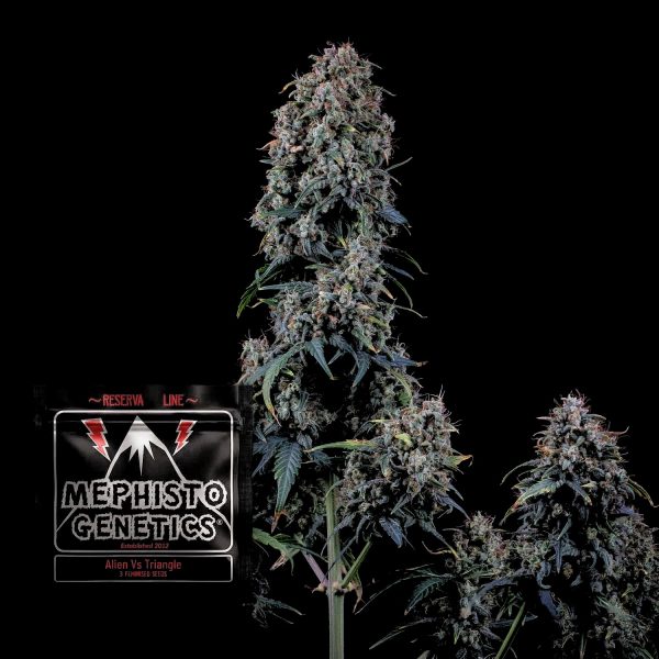 Mephisto Genetics Alien Vs Triangle Auto