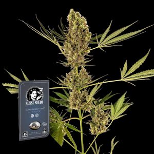 Alpine Delight Cbd Auto Sensi Seeds