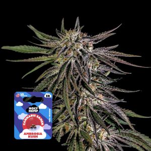 Ambrosia Kush Holy Hemp