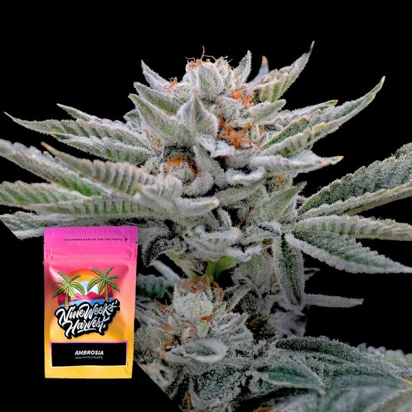 Nine Weeks Harvest Ambrosia