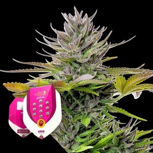 Amg Royal Queen Seeds