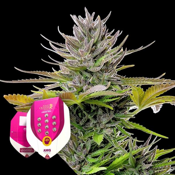 Royal Queen Seeds AMG