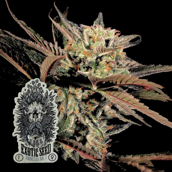Exotic Seeds Amnesia #7