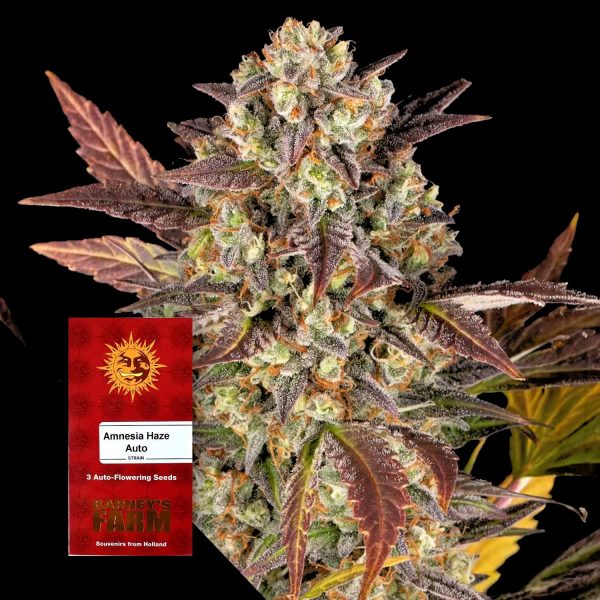 Barneys Farm Amnesia Haze Auto