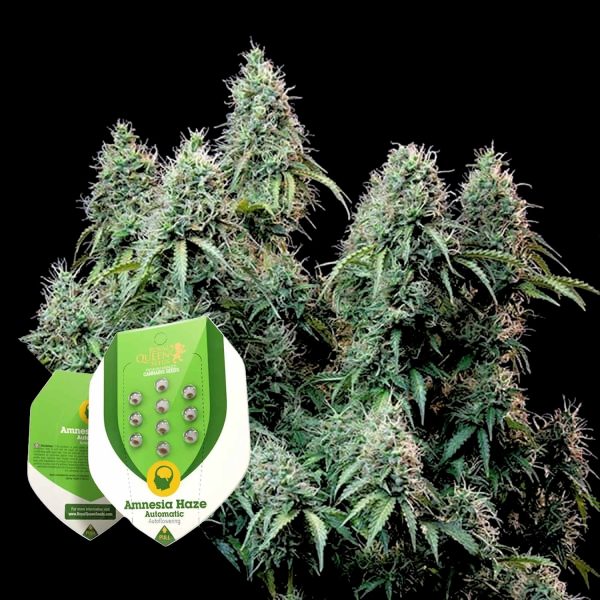 Royal Queen Seeds Amnesia Haze Auto