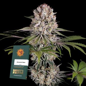 Amnesia Haze Barneys Farm