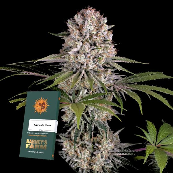 Barneys Farm Amnesia Haze