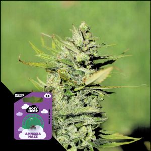 Amnesia Haze Holy Hemp