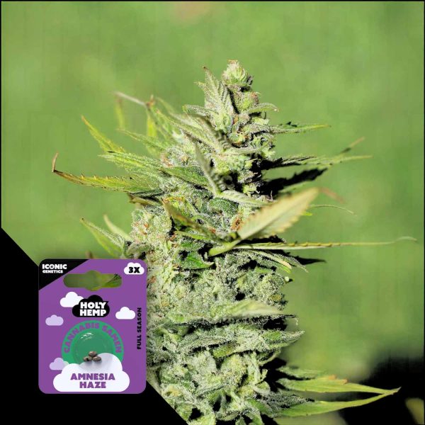 Holy Hemp Amnesia Haze