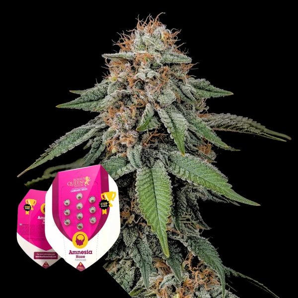 Royal Queen Seeds Amnesia Haze