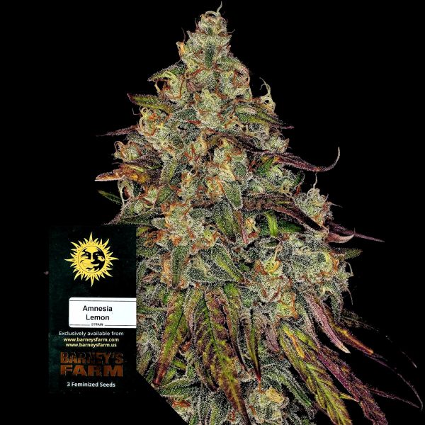 Barneys Farm Amnesia Lemon