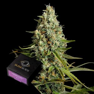 Amnesia Lemon Silent Seeds