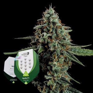 Apollo F1 Royal Queen Seeds