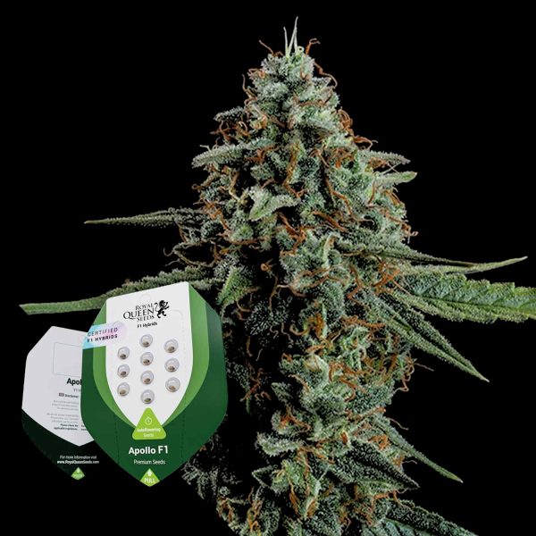 Royal Queen Seeds Apollo F1