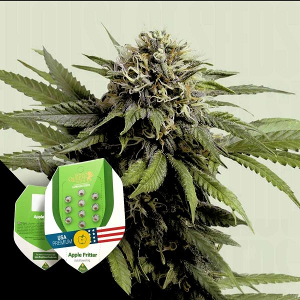 Royal Queen Seeds Apple Fritter AUTO