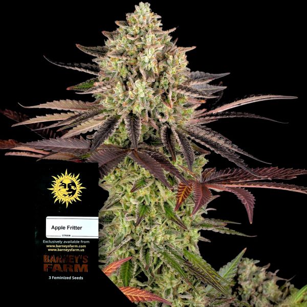 Barneys Farm Apple Fritter