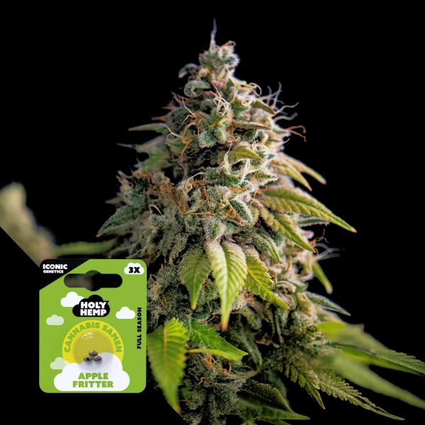 Holy Hemp Apple Fritter