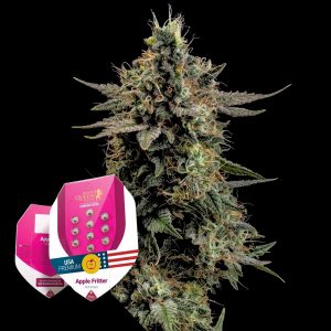 Apple Fritter Royal Queen Seeds