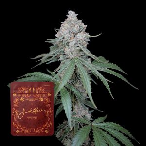 Apple Jack Jack Herer
