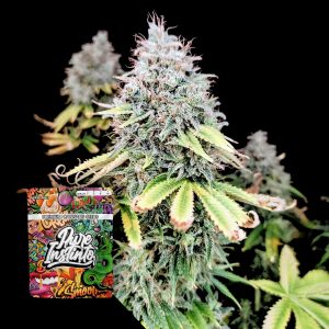 Apple Og Puro Instincto