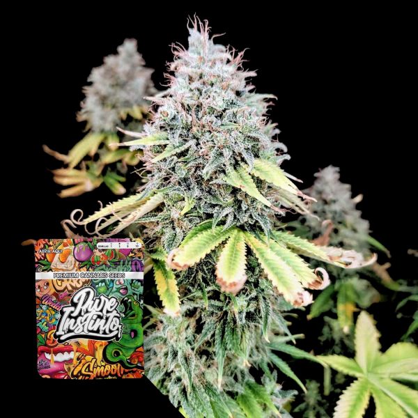 Pure Instinto Apple OG