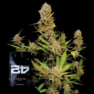 Apple Strudel Auto 420 Fast Buds