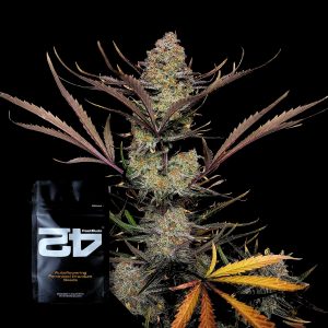 Apricot Auto 420 Fast Buds
