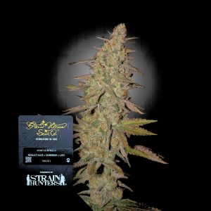 Arjans Ultra Haze 1 Green House Seeds