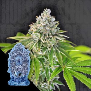 Exotic Seeds Artic Flurry
