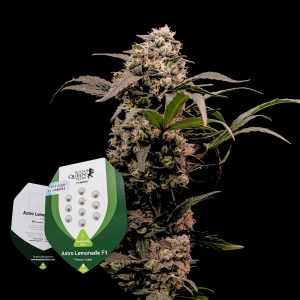 Astro Lemonade F1 Royal Queen Seeds
