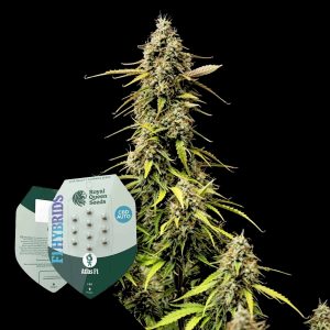 Atlas F1 Royal Queen Seeds