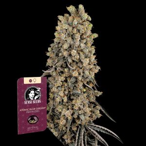 Atomic Blue Dream Sensi Seeds