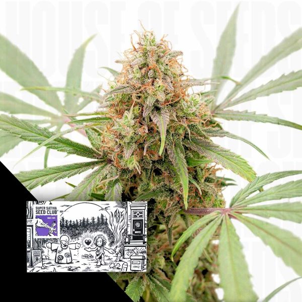 Super Sativa Seed Club Auto AK Triple Haze