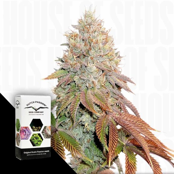 Dutch Passion Auto Banana Blaze
