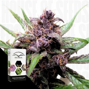 Auto Blackberry Kush Dutch Passion