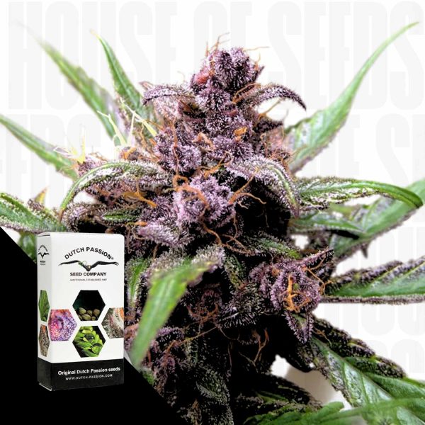 Dutch Passion Auto Blackberry Kush