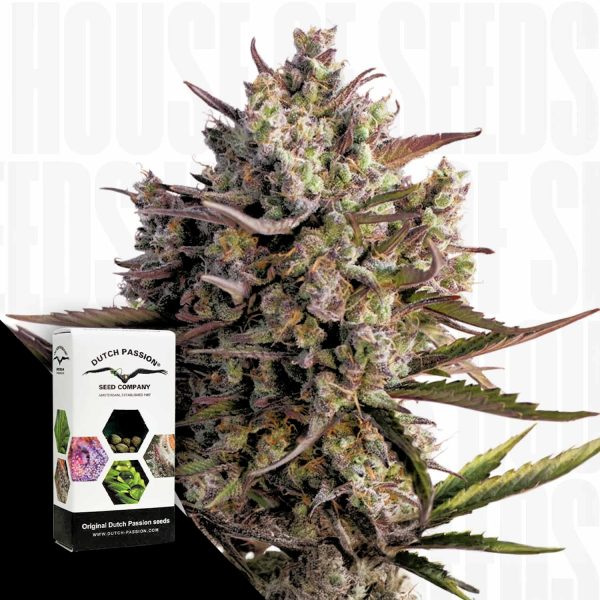 Dutch Passion Auto Blueberry