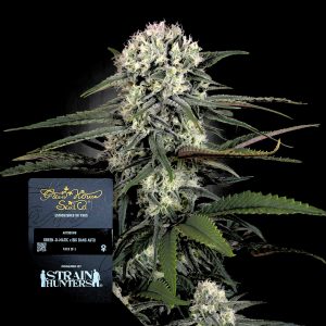 Auto Bomb Green House Seeds