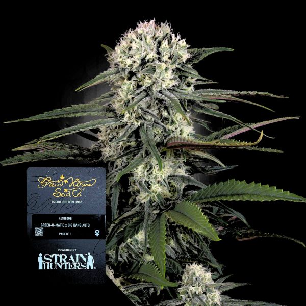 Green House Seeds Auto-Bomb