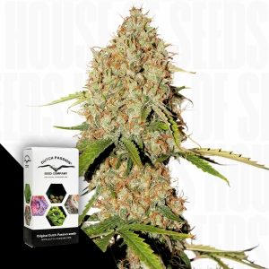 Auto Brooklyn Sunrise Dutch Passion