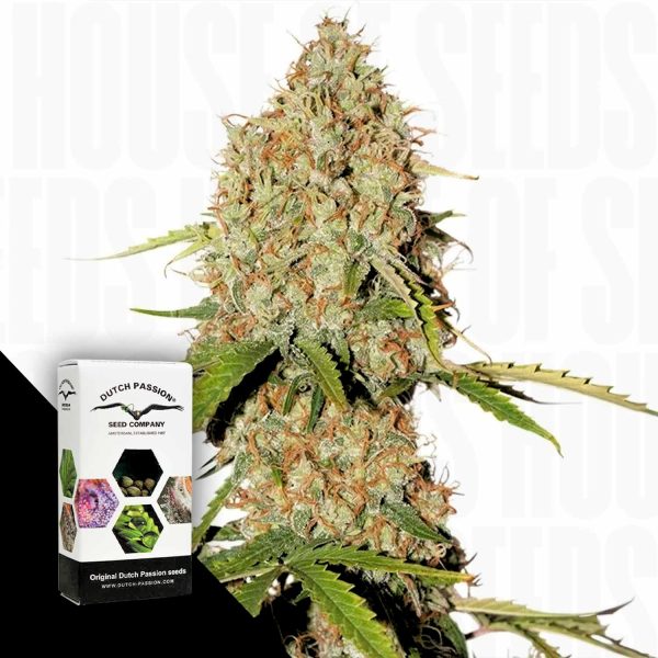 Dutch Passion Auto Brooklyn Sunrise