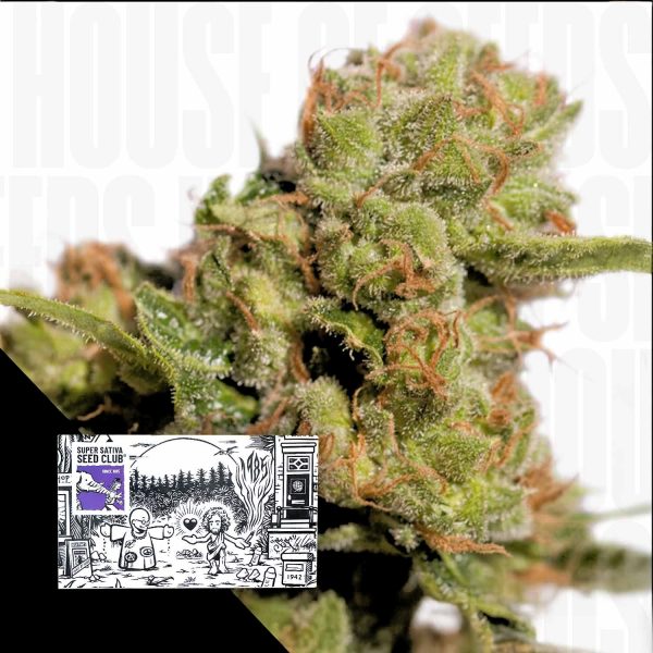 Super Sativa Seed Club Auto Bruce Lemon Diesel